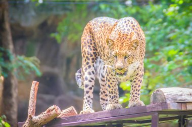 Kızgın leoparı (Panthera pardus) ağaçları iskele üzerinde kükreyen. Leopar 