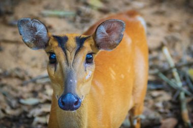 Kırmızı munçağı ve geyik, kabuk olarak da bilinir bir Hint şirin munçağı (Muntiacus muntjak) familyasından bir atmaca ortak munçağı geyik Güney ve Güneydoğu Asya'da.