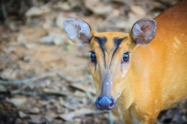 Kırmızı munçağı ve geyik, kabuk olarak da bilinir bir Hint şirin munçağı (Muntiacus muntjak) familyasından bir atmaca ortak munçağı geyik Güney ve Güneydoğu Asya'da.