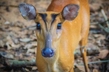 Kırmızı munçağı ve geyik, kabuk olarak da bilinir bir Hint şirin munçağı (Muntiacus muntjak) familyasından bir atmaca ortak munçağı geyik Güney ve Güneydoğu Asya'da.