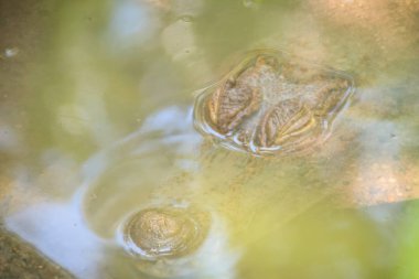Büyük ve korkutucu göz durgun su içinde kalan bir Caiman (Caimaninae) timsah