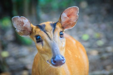 Kırmızı munçağı ve geyik, kabuk olarak da bilinir bir Hint şirin munçağı (Muntiacus muntjak) familyasından bir atmaca ortak munçağı geyik Güney ve Güneydoğu Asya'da.