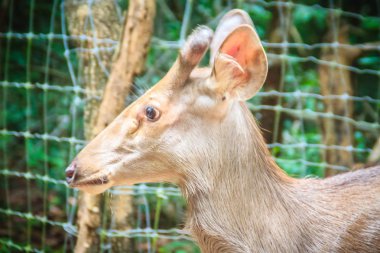Şirin Hint domuz geyiği (Axis porcinus), kimin yaşam alanı anakara Güneydoğu Asya'ya Kuzey Hindistan ile Pakistan arasında küçük bir geyik.