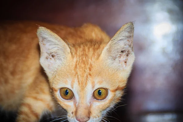 Gatto Randagio Abbandonato Implora Cibo Guardi Gatto Randagio Con Occhi — Foto Stock