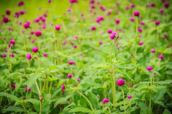 Πολύχρωμο Λουλούδι Globosa Gomphrena Στο Δέντρο Επίσης Γνωστή Σφαίρα Αμάραντος — Φωτογραφία Αρχείου