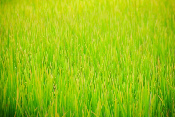 Feuilles Fond Arbre Riz Vert Dans Les Rizières Biologiques Pendant — Photo