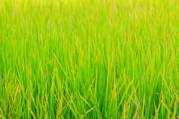Blätter Des Grünen Reisbaums Auf Den Bio Reisfeldern Während Der — Stockfoto