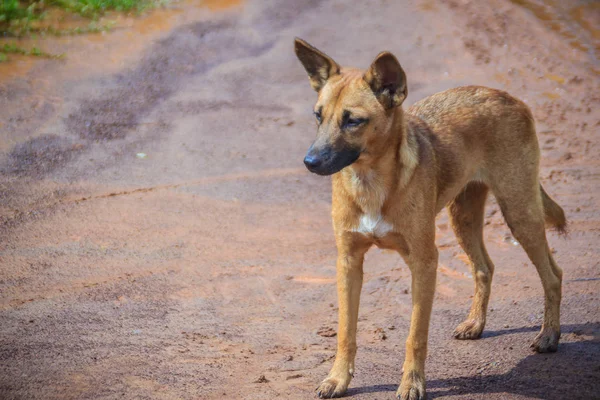 放棄された ホームレス野良犬が通りに立っています 地方道路の少し悲しい 放棄された犬 — ストック写真