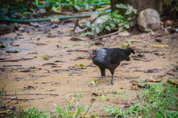Die Einheimische Schwarze Henne Sucht Auf Dem Boden Nach Nahrung — Stockfoto
