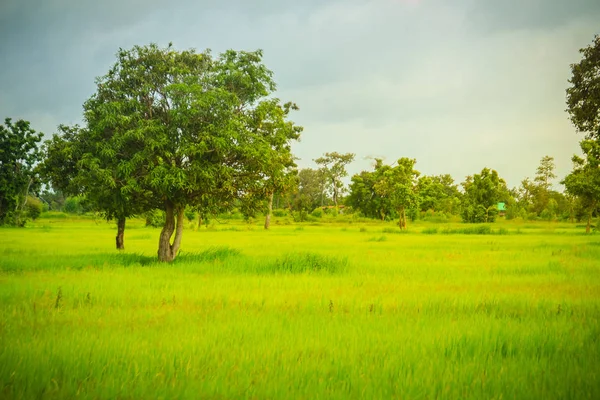 Landscape View Big Tree Green Rice Field Cloudy Day Green — Stock Photo, Image