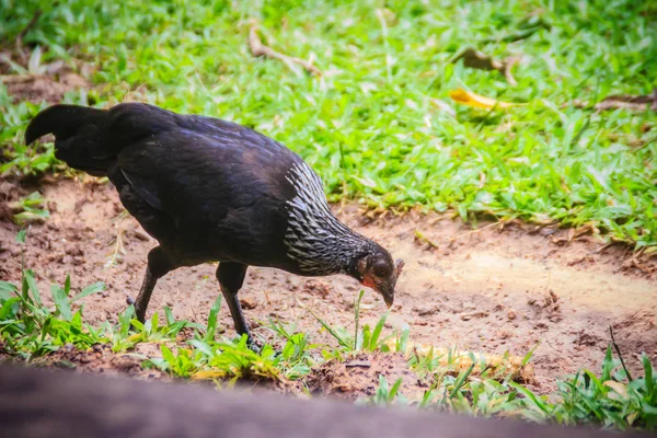 Die Einheimische Schwarze Henne Sucht Auf Dem Boden Nach Nahrung — Stockfoto