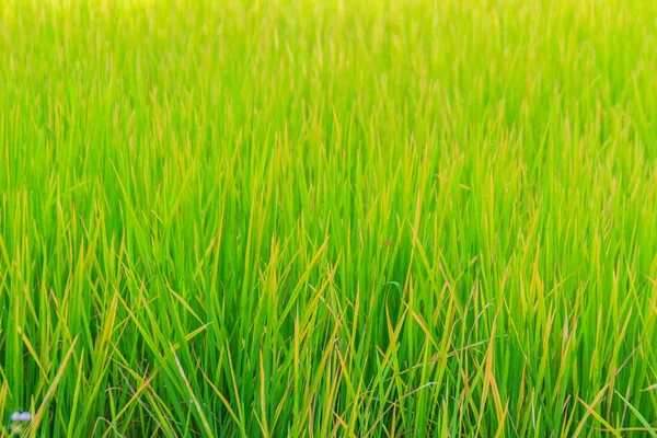 Folhas Fundo Árvore Arroz Verde Nos Campos Arroz Orgânico Durante — Fotografia de Stock