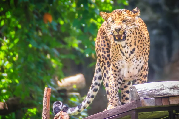 Kızgın Leoparı Panthera Pardus Ağaçları Iskele Üzerinde Kükreyen Leopar Büyük — Stok fotoğraf