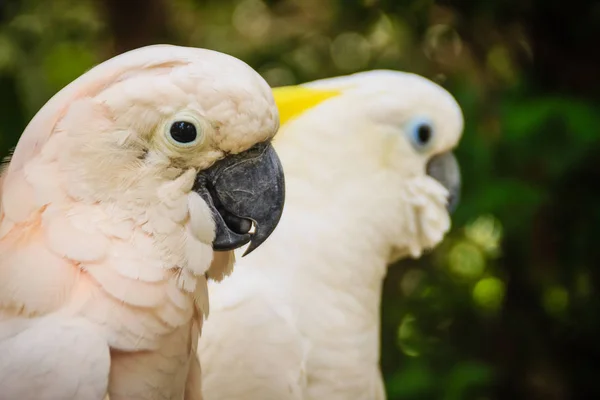 Piękna Para Kakadu Cute Para Biały Kakadu Całowanie Podejmowania Miłości — Zdjęcie stockowe