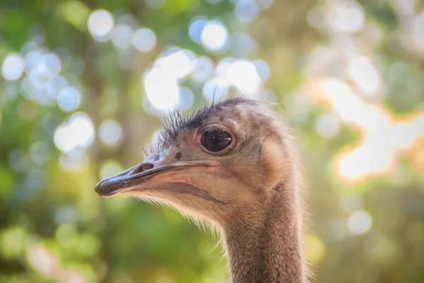 Vedoucí Muž Africké Pštros Struthio Camelus Přírodě Jedna Velkých Nelétaví — Stock fotografie