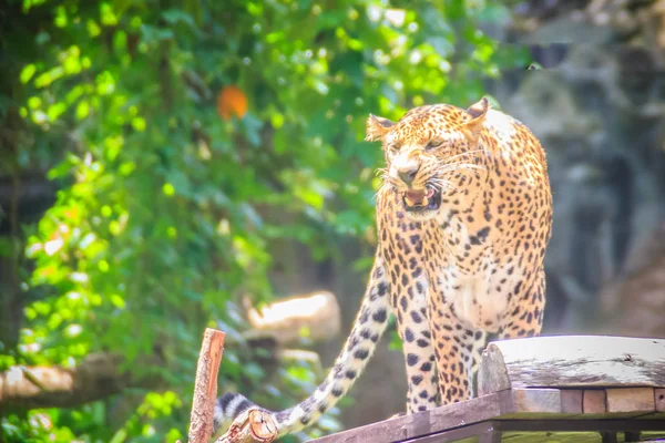 Zły Leopard Panthera Pardus Jest Ryk Rusztowania Drzewach Leopard Jest — Zdjęcie stockowe