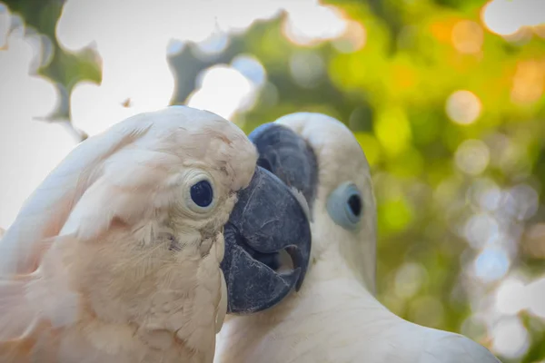 Piękna Para Kakadu Cute Para Biały Kakadu Całowanie Podejmowania Miłości — Zdjęcie stockowe