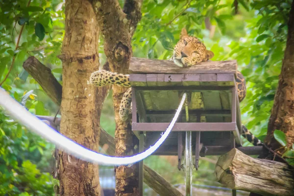 Leopardo Panthera Pardus Está Relaxando Emboscada Andaime Nas Árvores Para — Fotografia de Stock