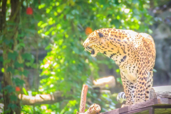 Pardus 나무에 타오르는 속에서 고양이 하나입니다 그것은 가족의 구성원 — 스톡 사진