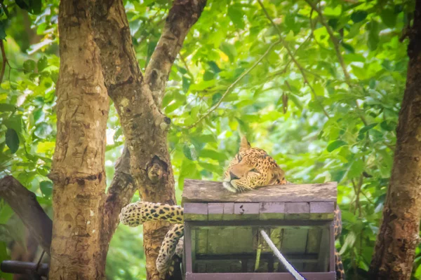 Леопард Panthera Pardus Отдыхает Эшафоте Засады Деревьях Охотника Бекаса Лесу — стоковое фото