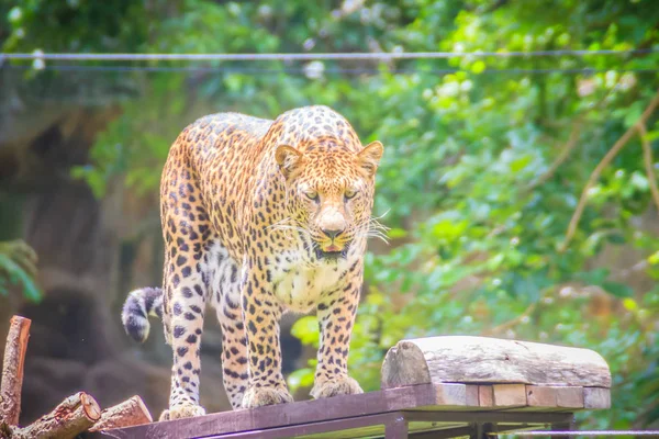 Leopardo Enojado Panthera Pardus Está Rugiendo Andamio Los Árboles Leopardo — Foto de Stock