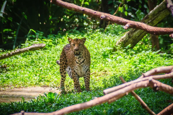Леопард Panthera Pardus Бежит Зеленой Траве Зеленом Тропическом Лесу Леопард — стоковое фото