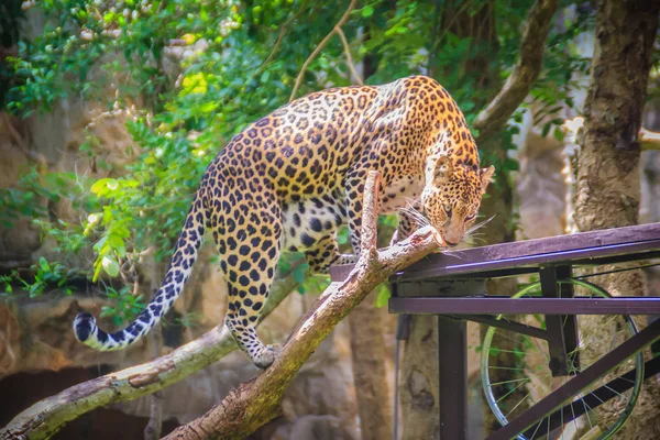Леопард Panthera Заводу Піднімається Ешафот Деревах Леопард Одним Яти Великі — стокове фото