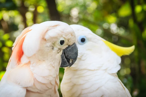 Piękna Para Kakadu Cute Para Biały Kakadu Całowanie Podejmowania Miłości — Zdjęcie stockowe