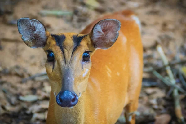 Söt Indisk Muntjac Muntiacus Muntjak Även Kallad Röd Muntjac Och — Stockfoto