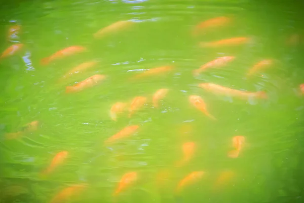 Escola Vermelho Laranja Poleiro Tilápia Vermelha Peixes Nadando Lagoa Água — Fotografia de Stock