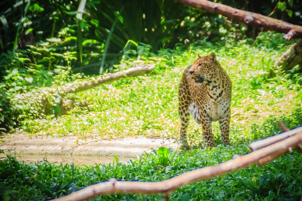 Lampart Panthera Pardus Jest Uruchomiony Zielonej Trawie Zielone Lasy Tropikalne — Zdjęcie stockowe