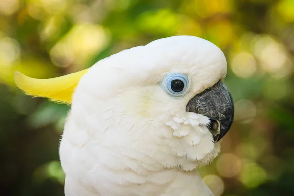 Roztomilý Bílý Kakadu Pozadí Zeleného Lesa Síry Chocholatý Kakadu Cacatua — Stock fotografie