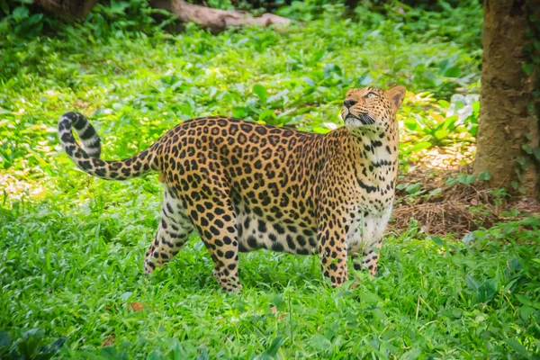 Leopardo Panthera Pardus Está Corriendo Sobre Hierba Verde Bosque Tropical — Foto de Stock