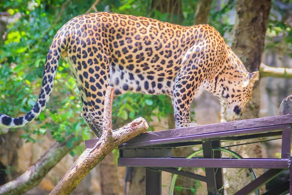 Leoparı Panthera Pardus Ağaçları Iskele Üzerinde Tırmanıyor Leopar Büyük Cats — Stok fotoğraf