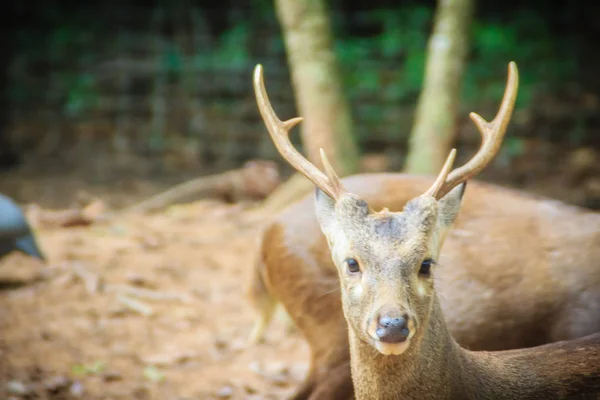 Söt Indisk Hog Rådjur Hyelaphus Porcinus Liten Hjort Vars Livsmiljö — Stockfoto