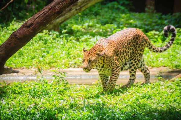 Λεοπάρδαλη Panthera Pardus Εκτελείται Στο Καταπράσινο Γρασίδι Στο Πράσινο Τροπικό — Φωτογραφία Αρχείου