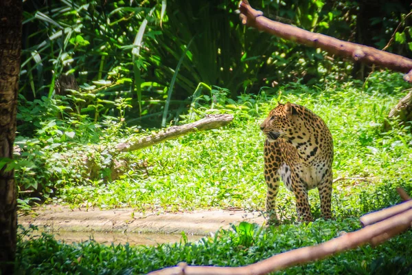 Pardus 잔디에서 됩니다 속에서 고양이 하나입니다 그것은 가족의 구성원 — 스톡 사진