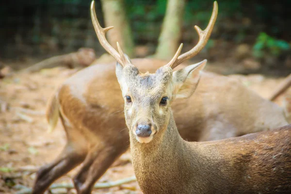 Söt Indisk Hog Rådjur Hyelaphus Porcinus Liten Hjort Vars Livsmiljö — Stockfoto