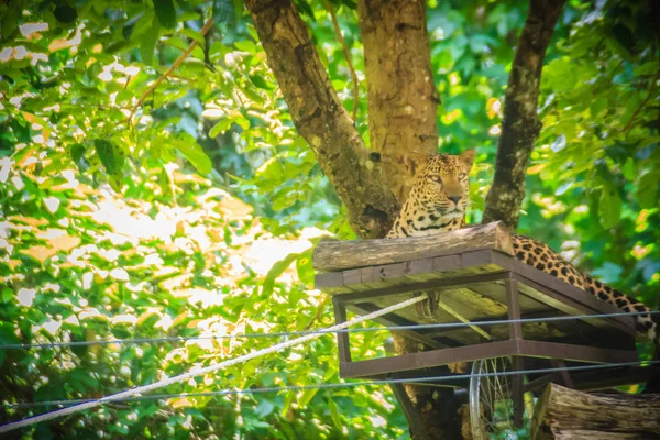 Леопард Panthera Заводу Розслаблююча Ешафот Засідку Деревах Мисливця Бекаса Лісі — стокове фото