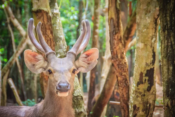 Söt Barasingahjort Cervus Duvauceli Även Kallad Träsket Rådjur Graciösa Hjorten — Stockfoto