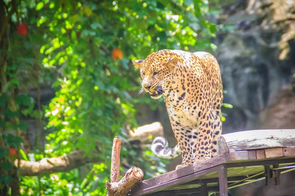 Dühös Leopárd Panthera Pardus Zúgó Vérpadon Fák Leopard Egyike Nagy — Stock Fotó