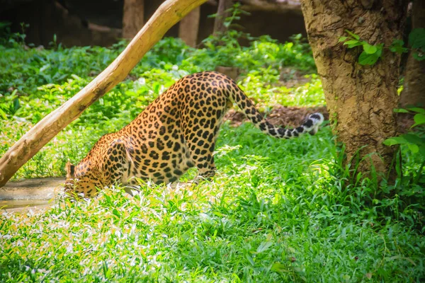 Hátsó Leopard Ivóvíz Például Egy Víznyelő Erdőben Leopárd Panthera Pardus — Stock Fotó