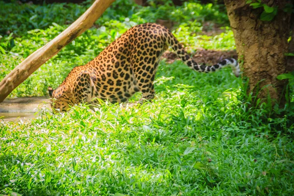 Задняя Часть Леопардовой Питьевой Воды Водопоя Лесу Leopard Panthera Pardus — стоковое фото