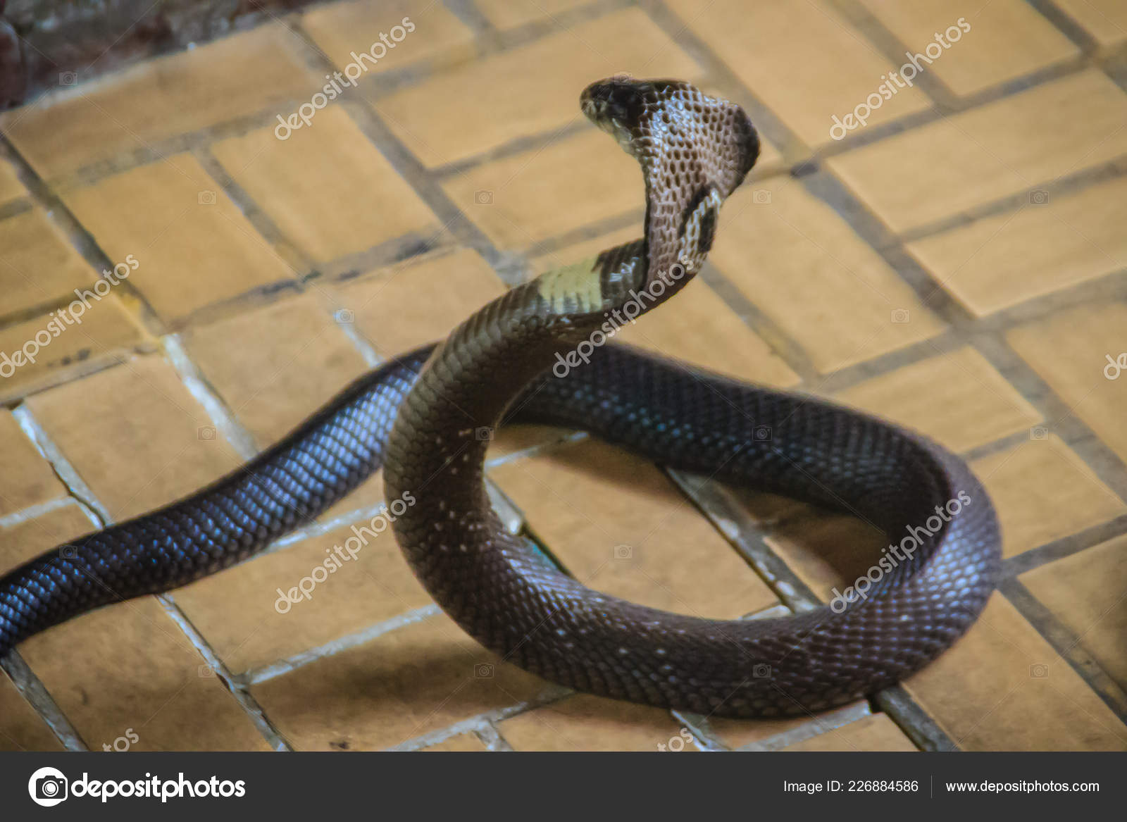 Dangerous Monocled Cobra Snakes Come House Monocled Cobra Naja
