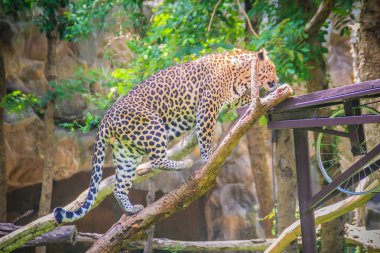 Leoparı (Panthera pardus) ağaçları iskele üzerinde tırmanıyor. Leopar 