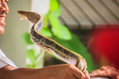 Kimliği belirsiz antrenör çok savunma yayılan ratsnake ile olarak da bilinen copperhead fare yılan veya biblo Bakır başlı yılan (Coelognathus radiata mücadele için çıplak elle kullanıyor)