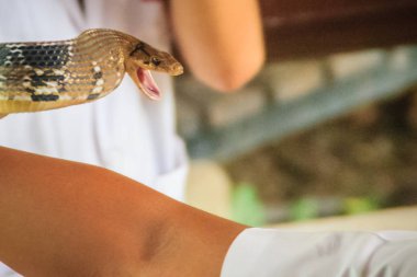 Kimliği belirsiz antrenör çok savunma yayılan ratsnake ile olarak da bilinen copperhead fare yılan veya biblo Bakır başlı yılan (Coelognathus radiata mücadele için çıplak elle kullanıyor)