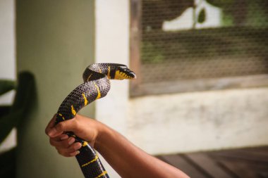 Bir adam çıplak elle yaygın mangrov yılan veya altın halkalı kedi yılan denilen Boiga dendrophila yılan yakalamak için kullanıyor, Güneydoğu Asya'dan gelen arka fanged colubrid familyasından.