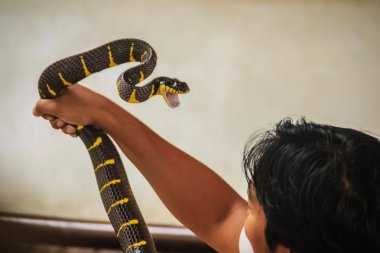 Bir adam çıplak elle yaygın mangrov yılan veya altın halkalı kedi yılan denilen Boiga dendrophila yılan yakalamak için kullanıyor, Güneydoğu Asya'dan gelen arka fanged colubrid familyasından.