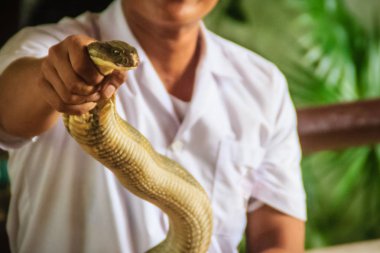 Çıplak el ile bir kral kobra yılan yakalamak için benzersiz yeteneği kullanan bir adam. Kral kobra (Ophiophagus hannah), diğer adıyla hamadryad, dünyanın en büyük zehirli yılan türdür.
